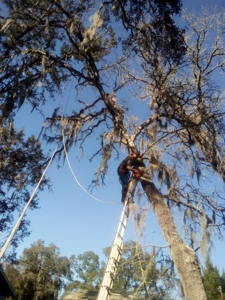 Affordable landscaping services in Silver Springs, FL - Bishop Tree And Lawn