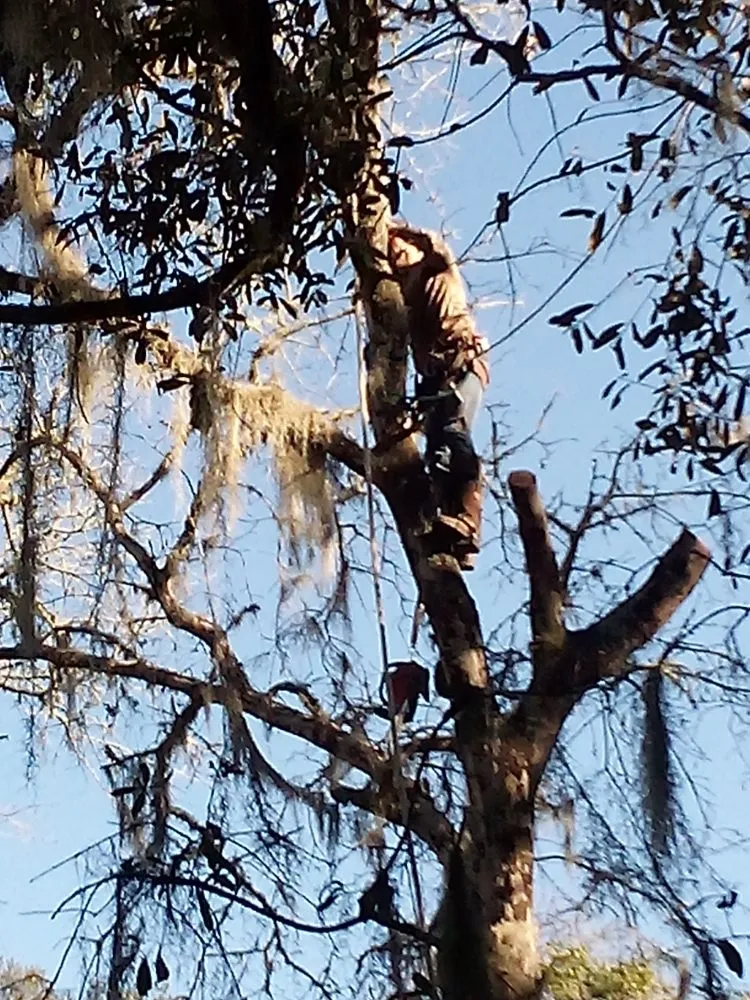 Local yard cleanup service in Silver Springs, FL by Bishop Tree And Lawn