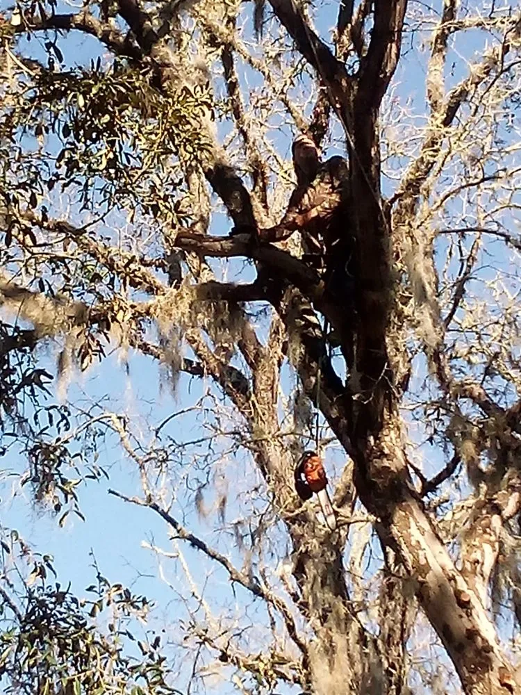 Top-rated garden landscaping experts serving Silver Springs, FL - Bishop Tree And Lawn