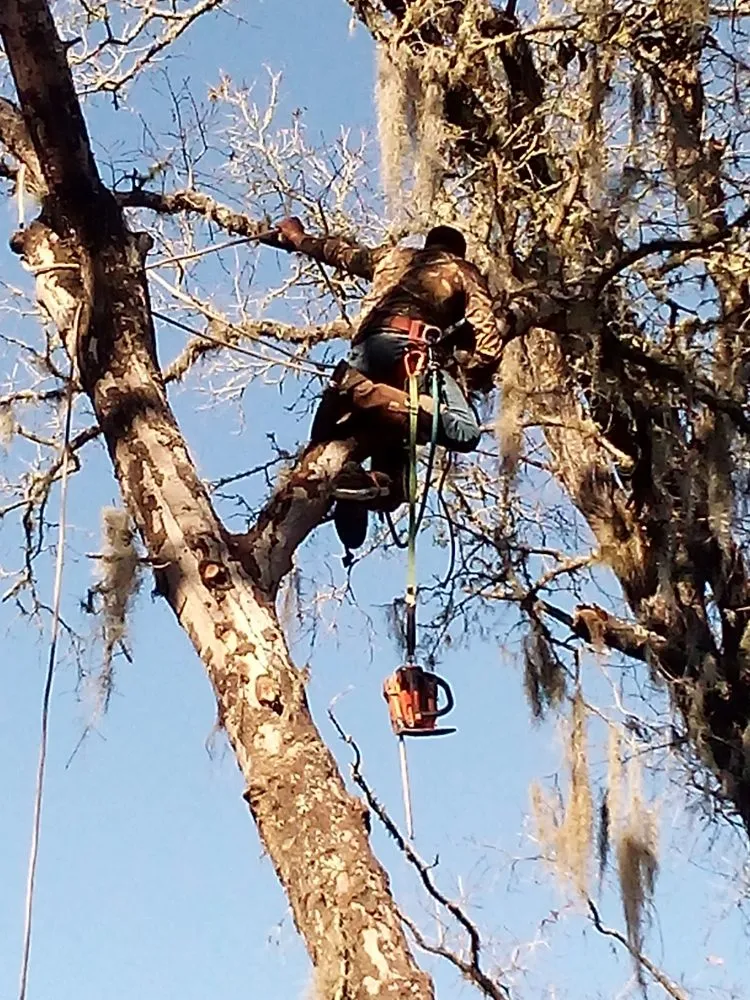 Professional yard maintenance in Silver Springs, FL - Bishop Tree And Lawn