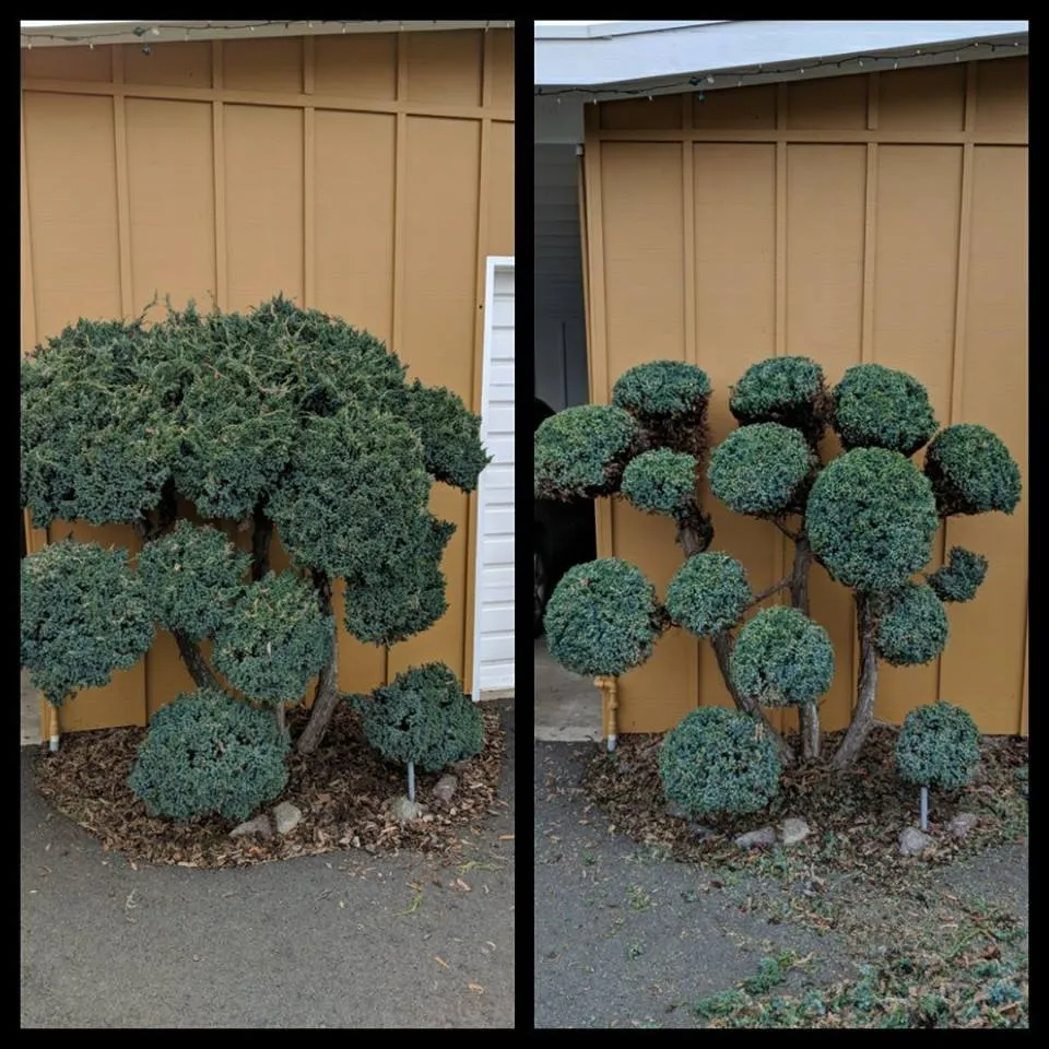 Top-rated outdoor landscaping experts serving Port Angeles, WA - Bizy Boys Lawn and Yard Care