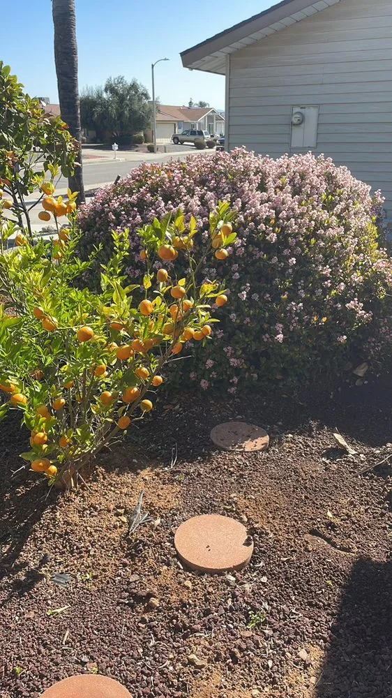 Top-rated yard cleanup service in Los Angeles, CA - Bj Landscaping