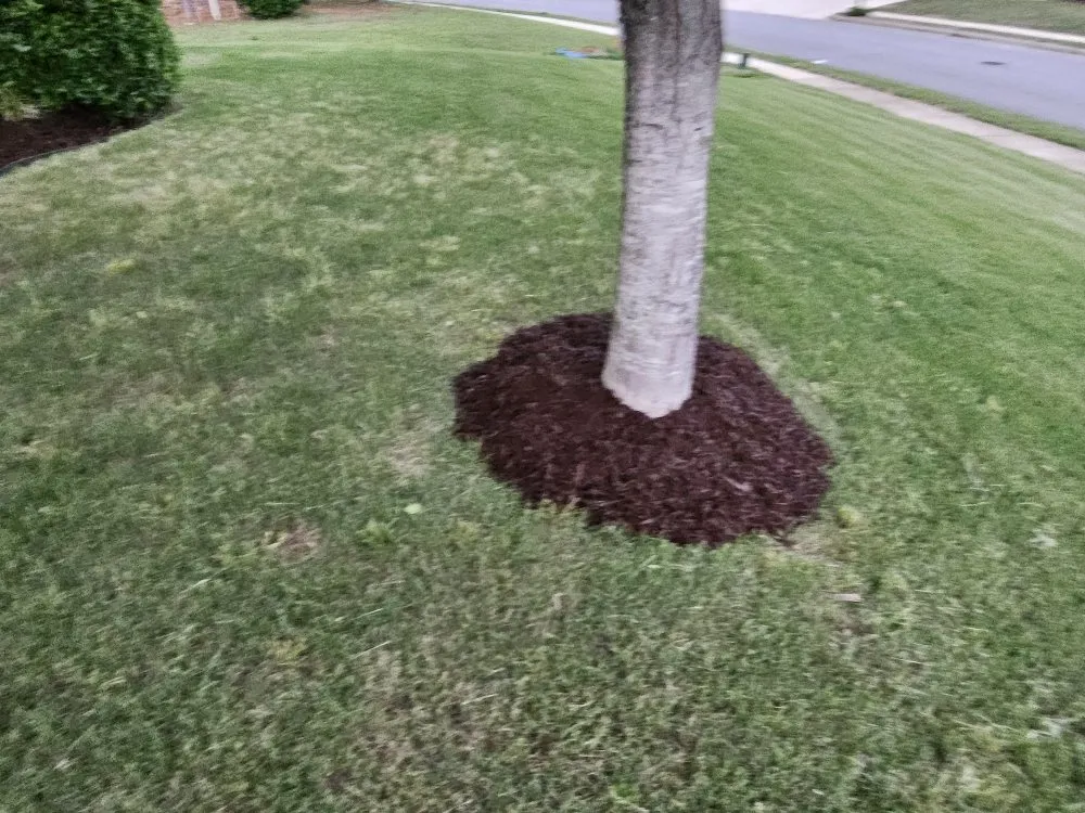 Reliable lawn care service for residential properties in Madison, AL by BJ Mowing