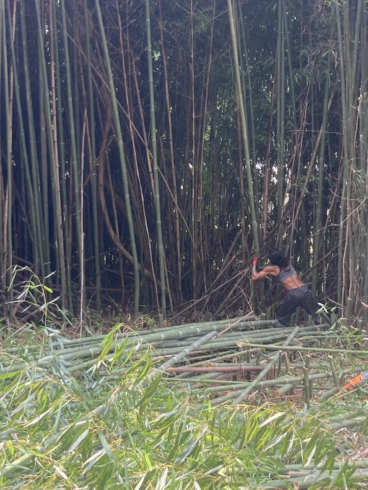 Trusted lawn mowing service experts serving Downingtown, PA - BJ’s Bamboo Control & Removal