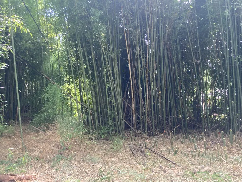 Expert outdoor landscaping in Downingtown, PA by BJ’s Bamboo Control & Removal