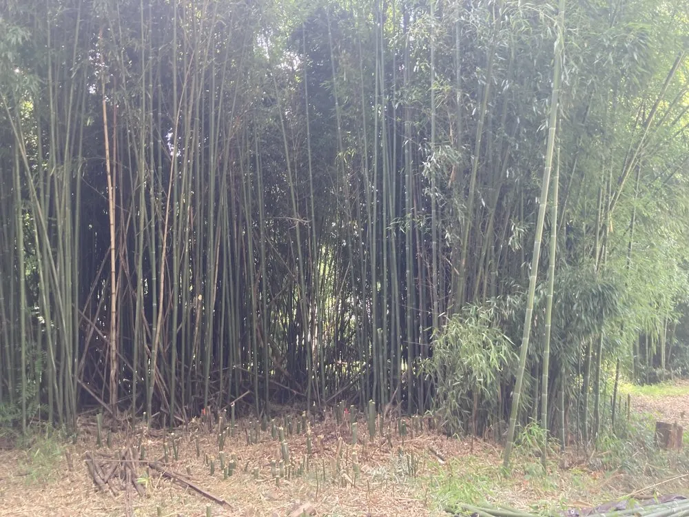 Professional outdoor landscaping in Downingtown, PA by BJ’s Bamboo Control & Removal