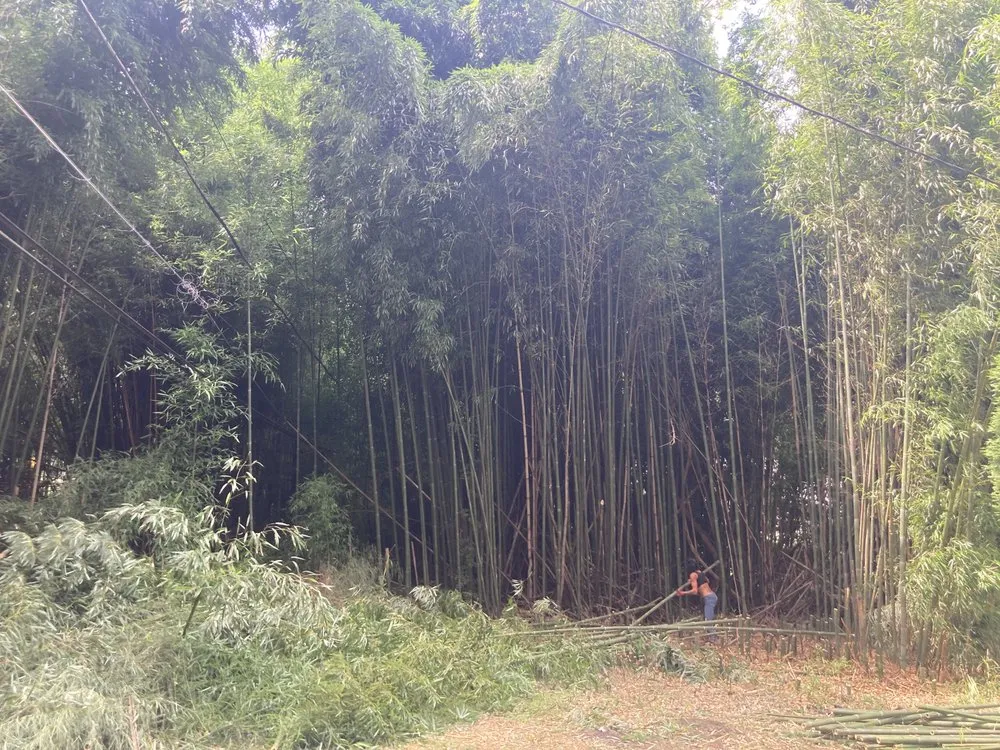 Professional lawn care service near you across Downingtown, PA - BJ’s Bamboo Control & Removal