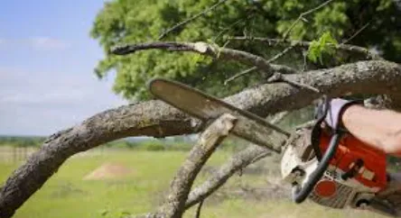 BJ's Landscaping & Tree Service Logo