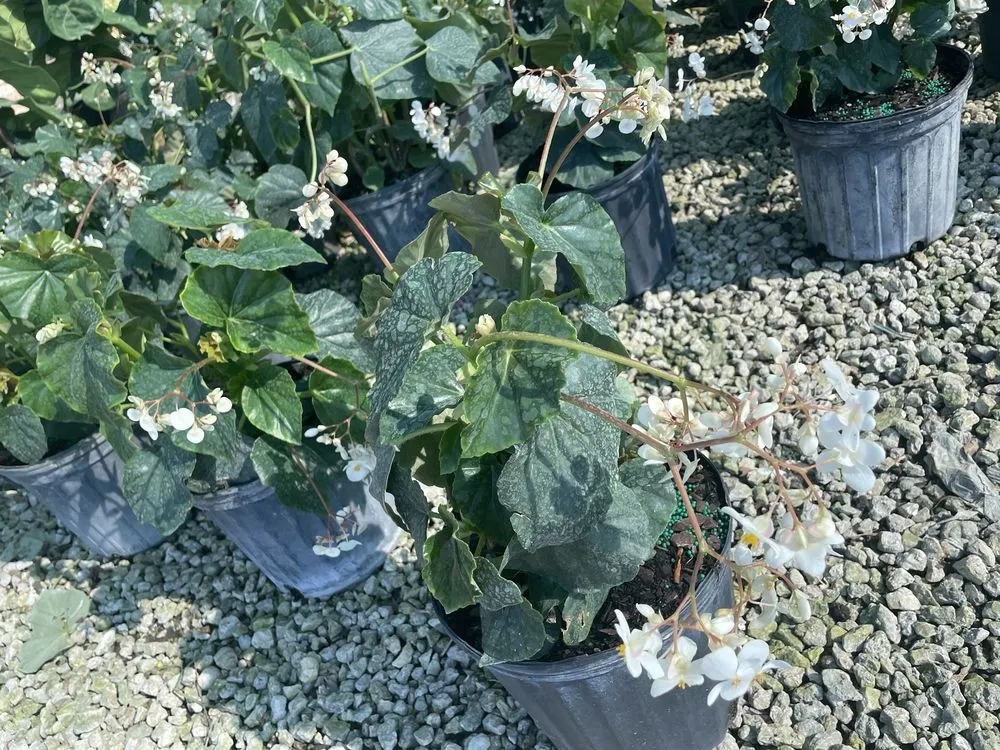 Reliable landscape design near you in West Palm Beach, FL by BJ’s Landscaping and Tree Service