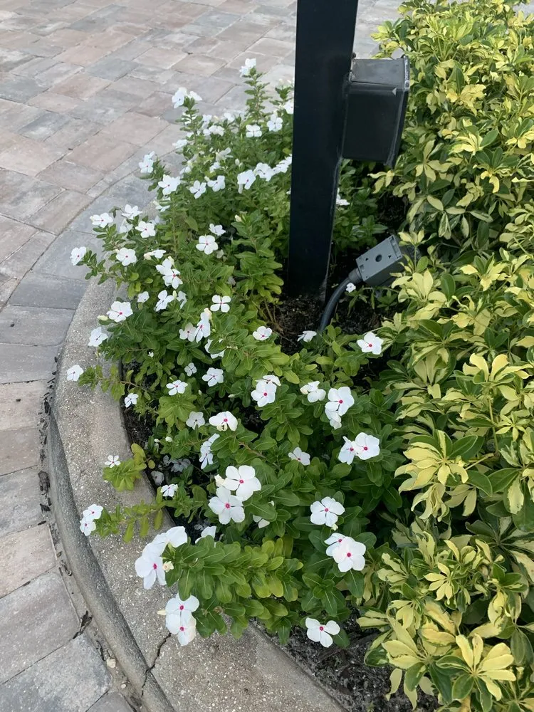 Reliable yard maintenance for beautiful yards in West Palm Beach, FL by BJ’s Landscaping and Tree Service