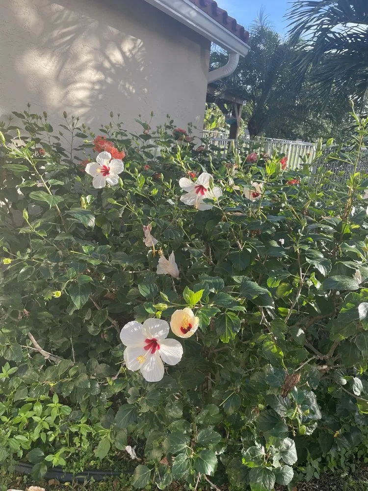 Reliable outdoor landscaping in West Palm Beach, FL by BJ’s Landscaping and Tree Service