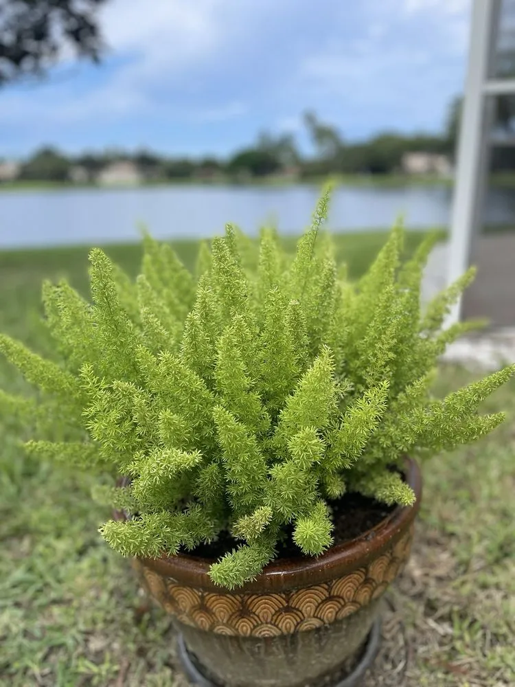 Professional outdoor landscaping for residential properties across West Palm Beach, FL - BJ’s Landscaping and Tree Service