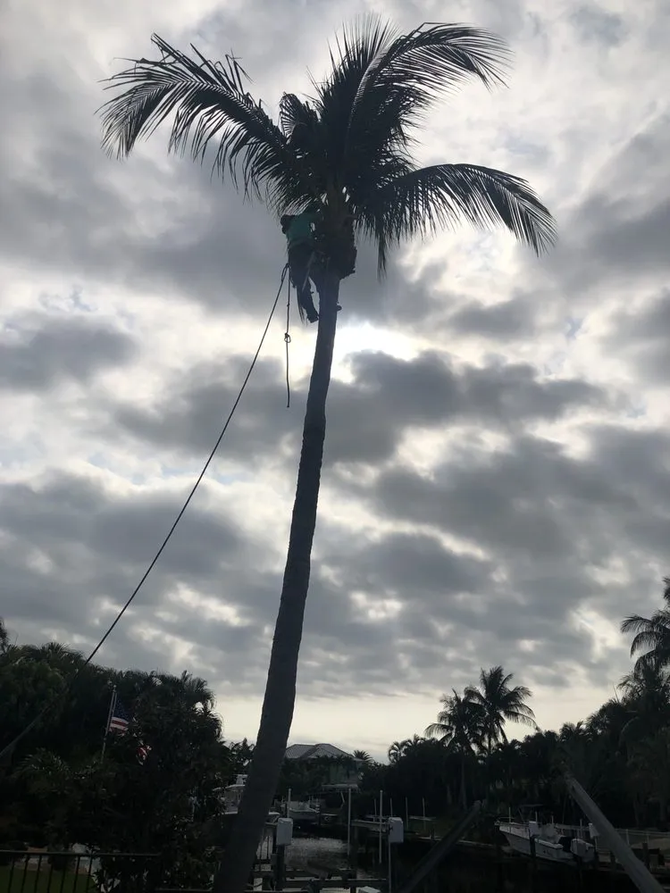 Trusted lawn care service in West Palm Beach, FL - BJ’s Landscaping and Tree Service