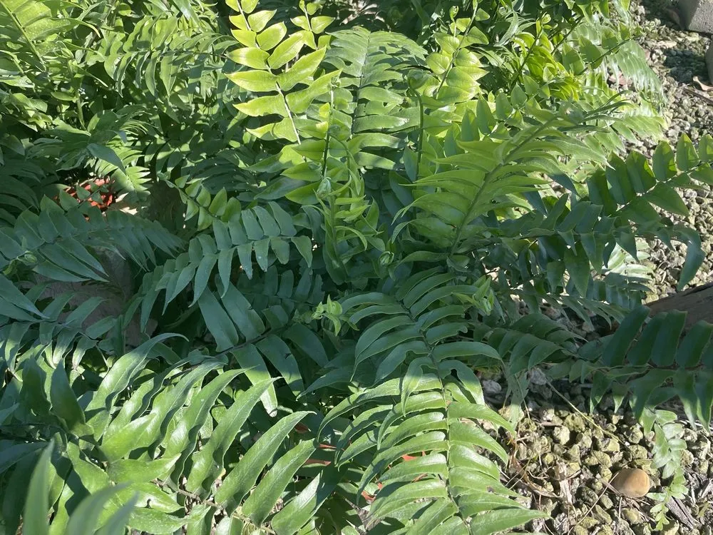 Professional lawn mowing service near you in West Palm Beach, FL by BJ’s Landscaping and Tree Service