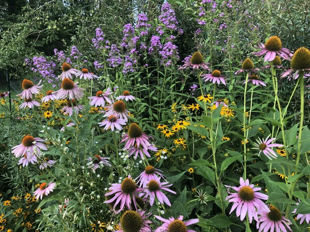 Professional landscape installation for homes in Brooklyn, NY by BK Bumpkin