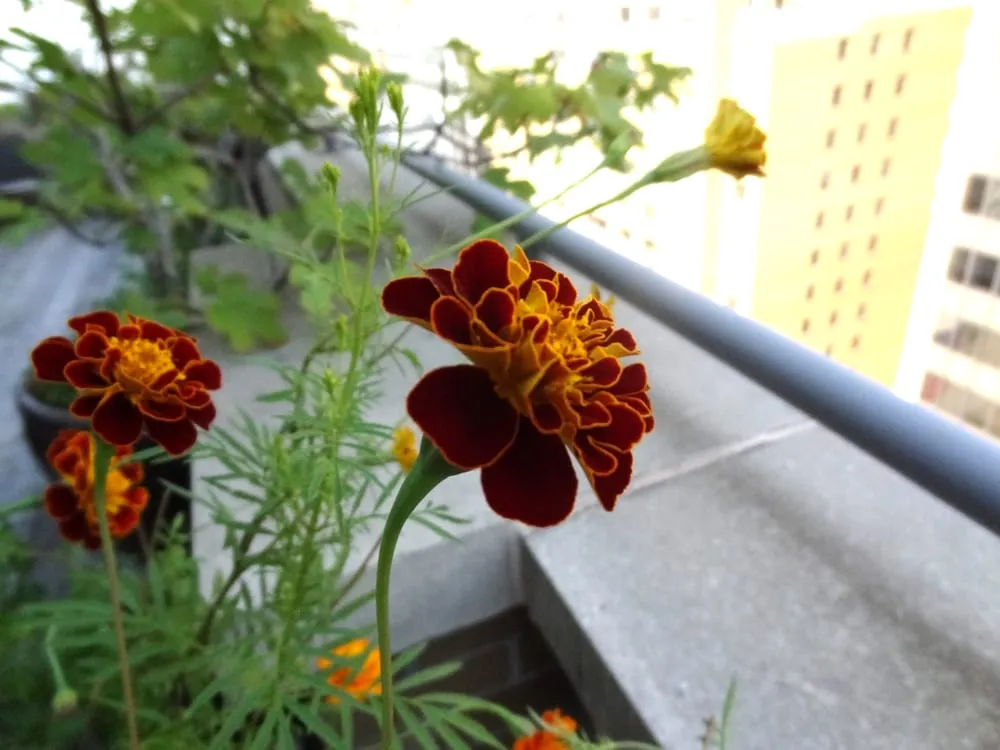 Reliable outdoor landscaping for homes across Brooklyn, NY - BK Bumpkin