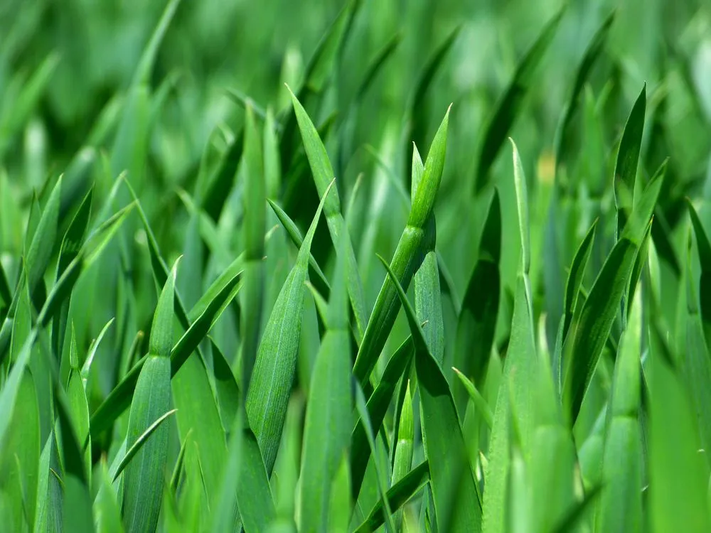 Professional outdoor landscaping experts serving York Springs, PA - BK Landscape