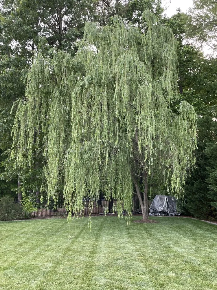 Reliable outdoor landscaping in Glen Allen, VA - BK Mowing