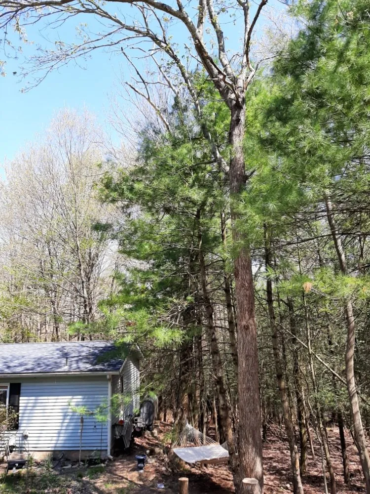 Affordable yard cleanup service in Saylorsburg, PA - BK Property Management Services