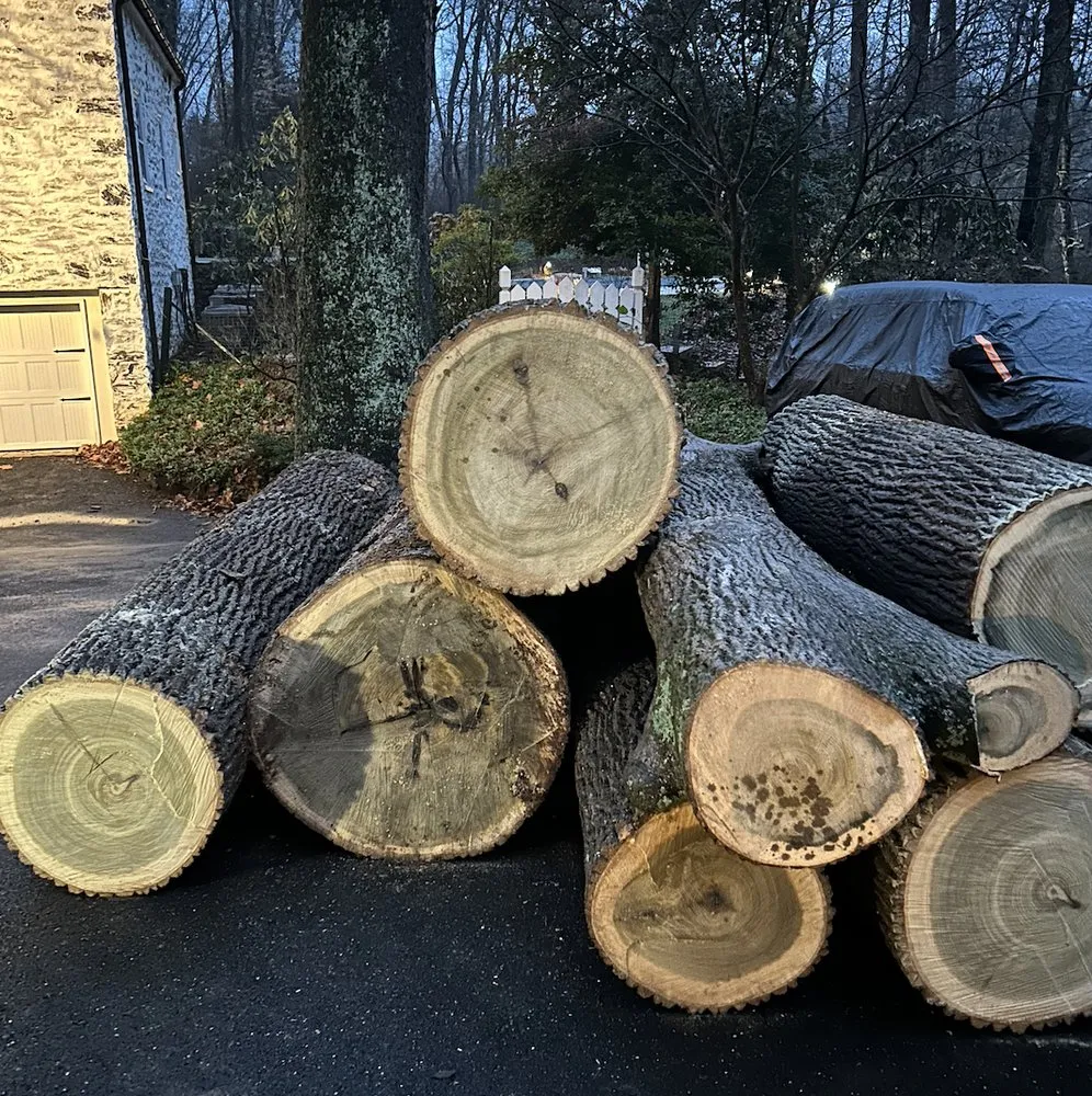 Top-rated yard cleanup service experts serving Conshohocken, PA - BK Tree and Landscape