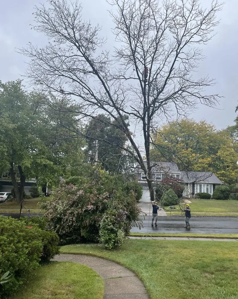 Professional garden landscaping for homes in Conshohocken, PA by BK Tree and Landscape