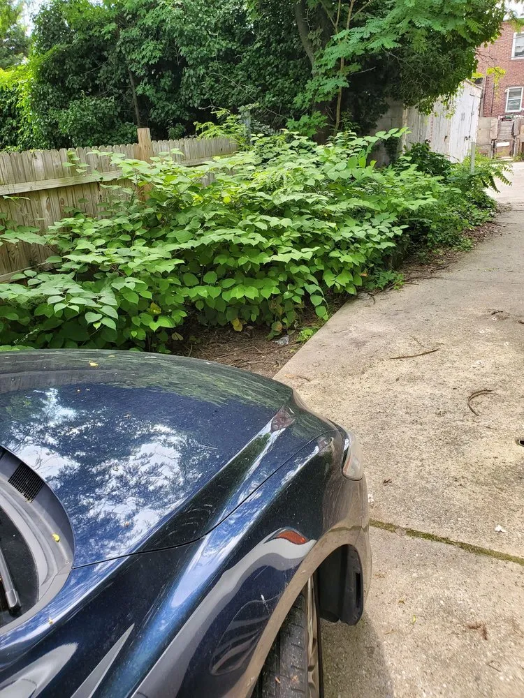 Top-rated yard cleanup service experts serving Baltimore, MD - BK Visuals