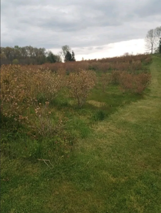 Trusted landscape installation experts serving Mt Airy, MD - BKT Landscaping