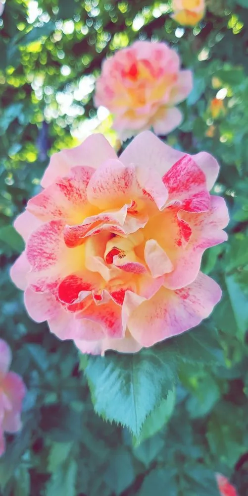 Top-rated outdoor landscaping experts serving Spokane, WA - Bèl Garden & Lawn care