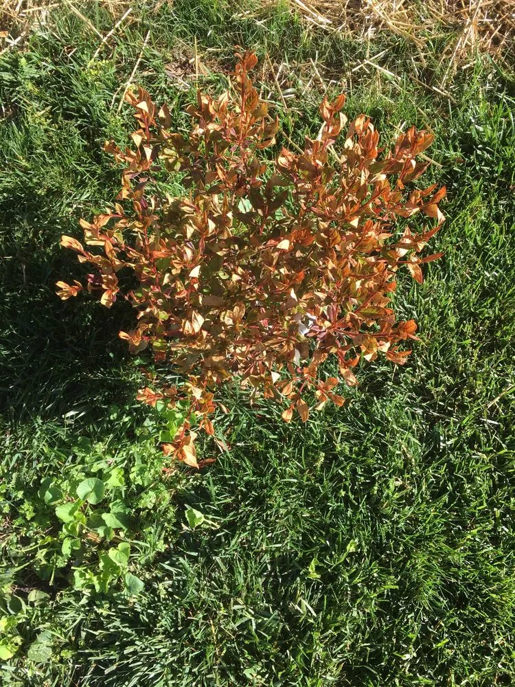 Custom yard cleanup service in Collinsville, IL - BL Landscapes & Grounds Management