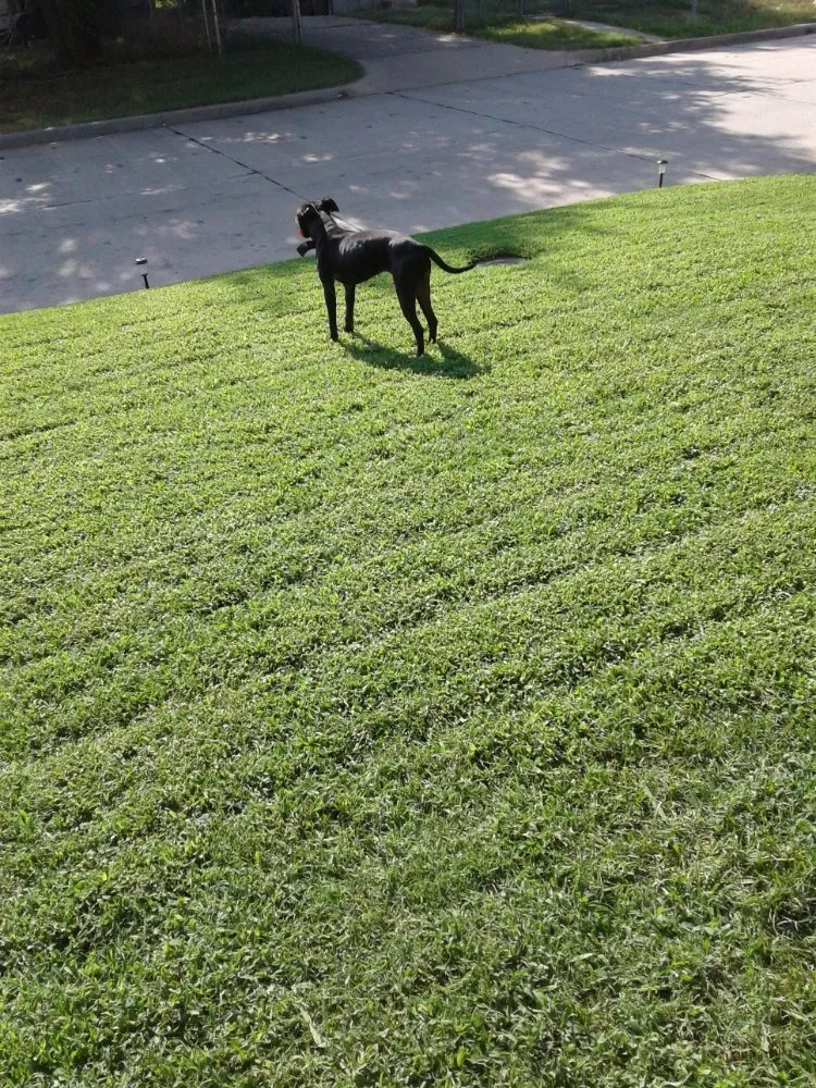 Trusted landscape design in Tulsa, OK by Blacctopvets Lawn Care