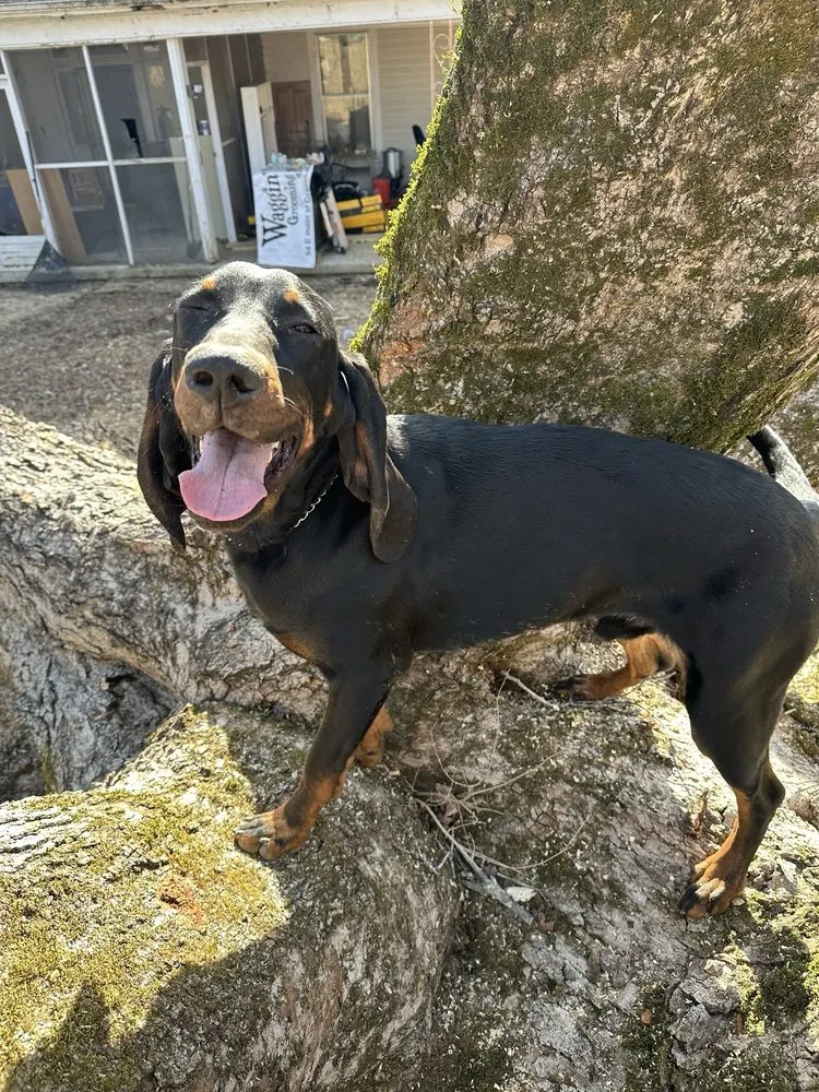 Local landscape installation for year-round maintenance across Bluff City, TN - Black & Tan Turf & Timber