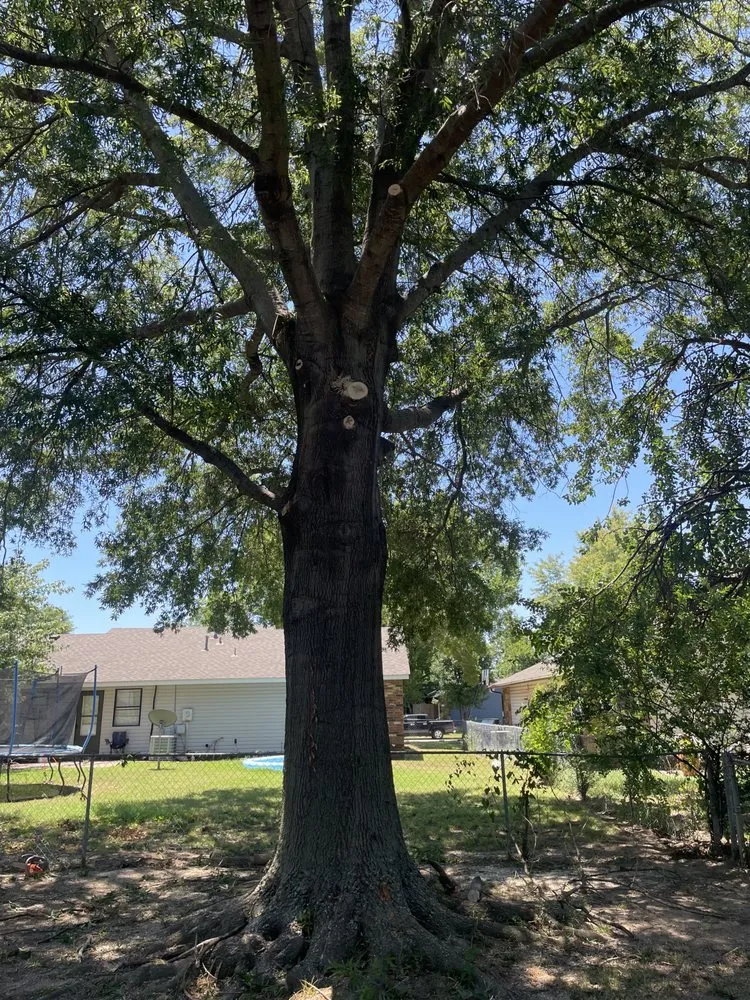 Custom lawn mowing service in Broken Arrow, OK by Black Arrow Tree and Landscape