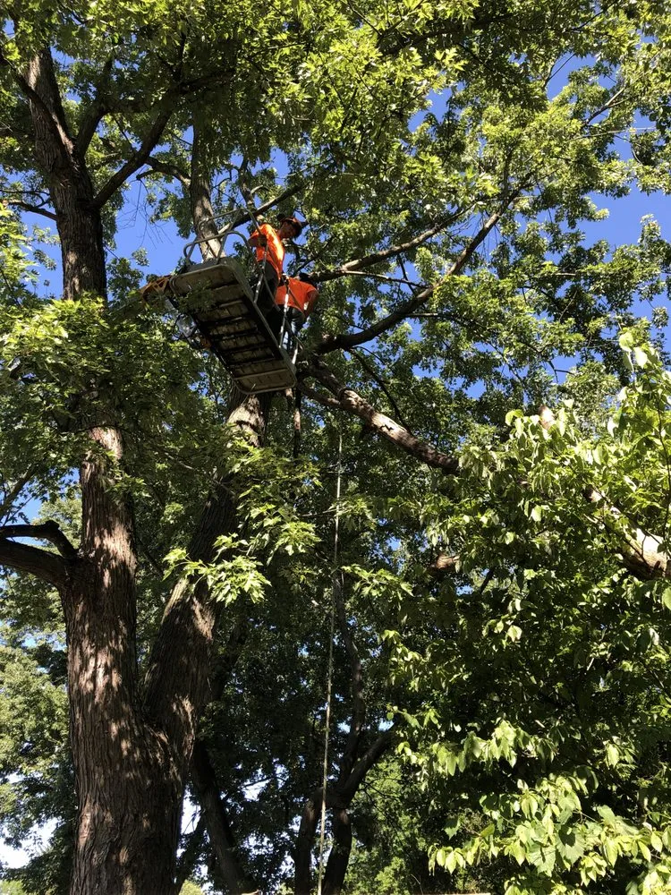 Professional lawn care service in Olmsted Township, OH by Black Bear Services