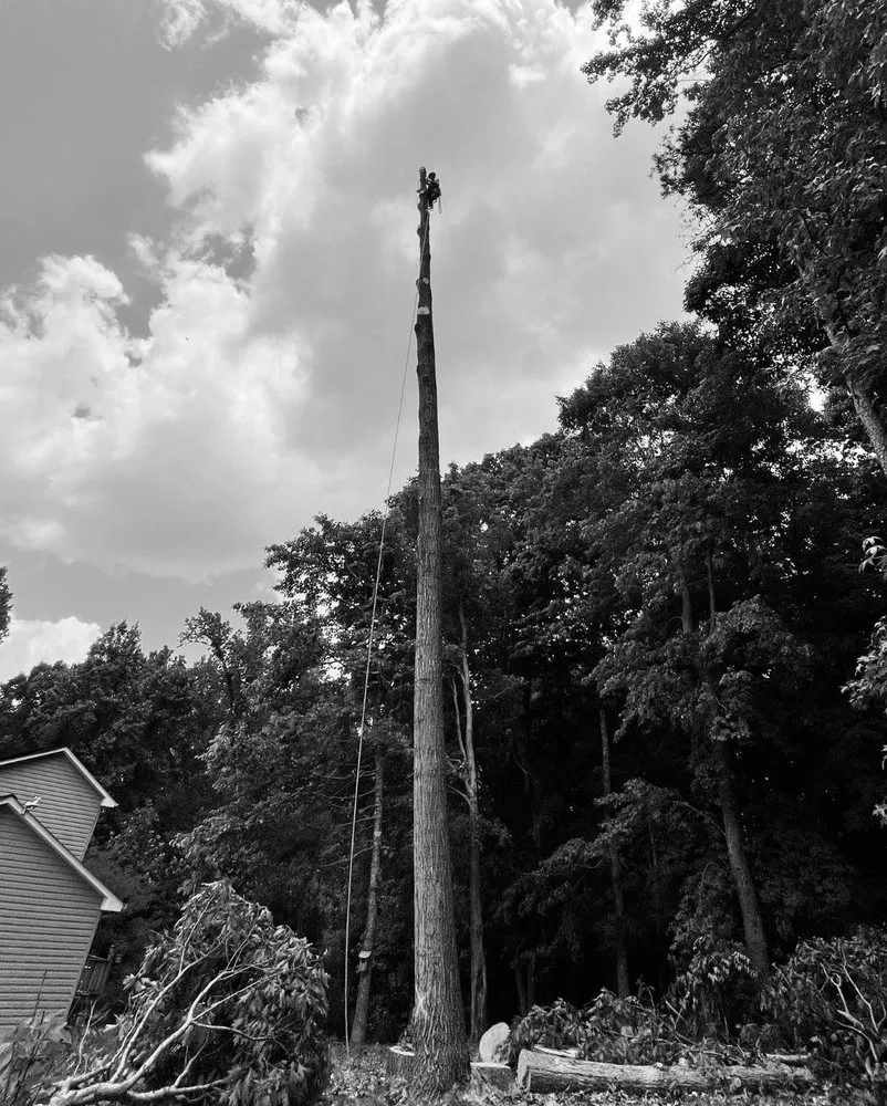 Professional landscape installation in Pfafftown, NC by Black Bear Tree Company