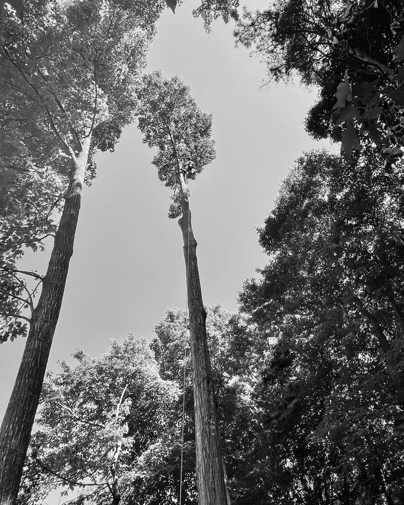 Expert residential landscaping experts serving Pfafftown, NC - Black Bear Tree Company