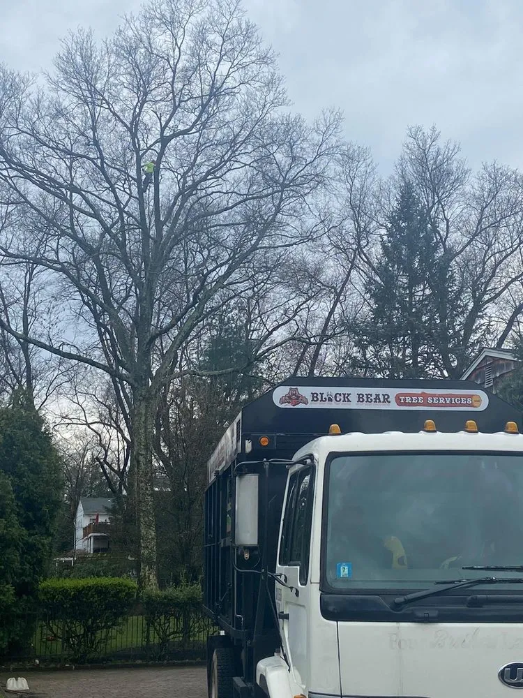 Professional yard cleanup service experts serving Montvale, NJ - Black Bear Tree Services