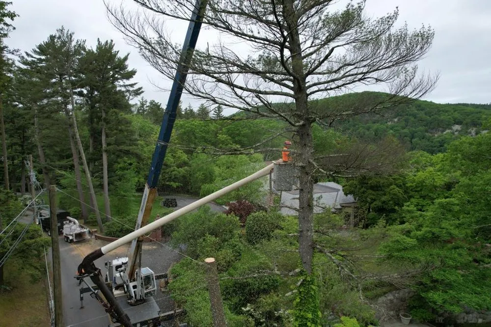 Local landscape installation in Montvale, NJ by Black Bear Tree Services