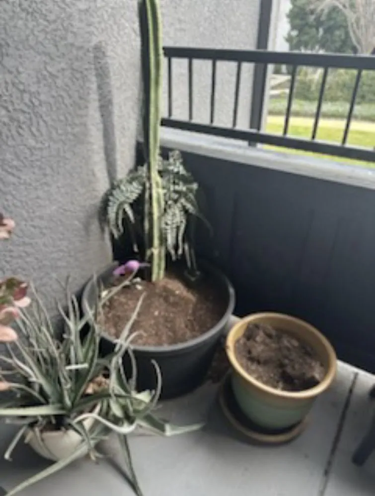 Affordable outdoor landscaping experts serving Stockton, CA - Black Diamond Junk Haul