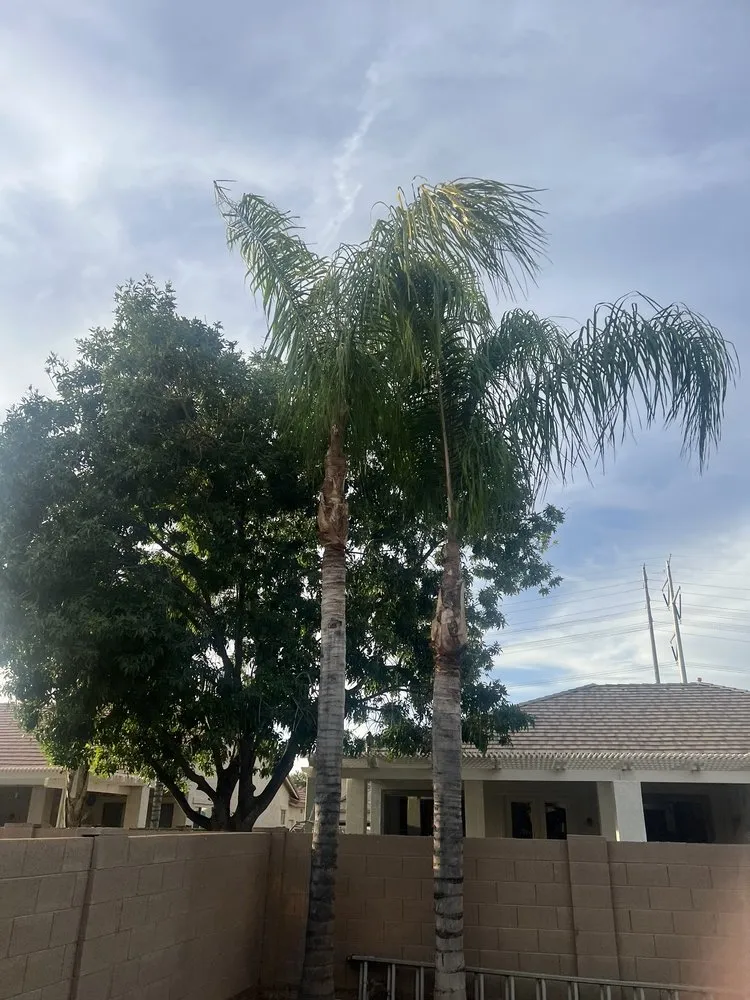 Local residential landscaping for year-round maintenance across Chandler, AZ - Black Diamond Landscape