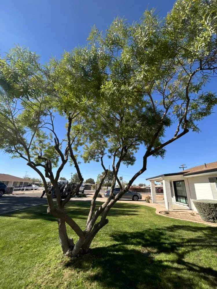 Affordable landscaping services for outdoor upgrades in Chandler, AZ by Black Diamond Landscape