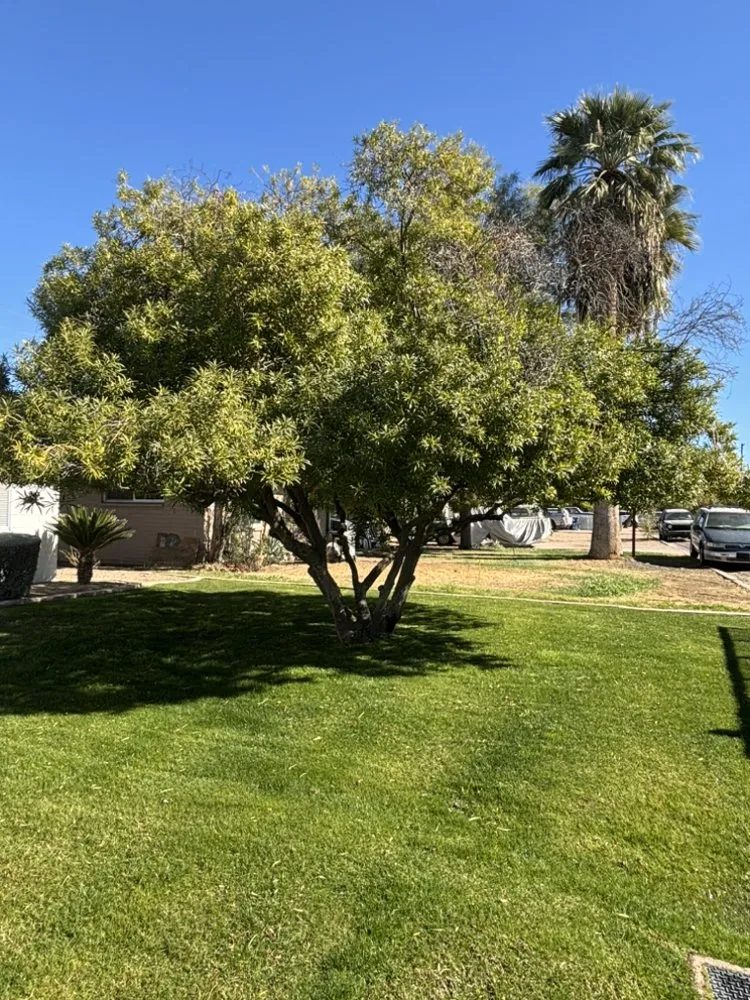 Top-rated garden landscaping for beautiful yards across Chandler, AZ - Black Diamond Landscape