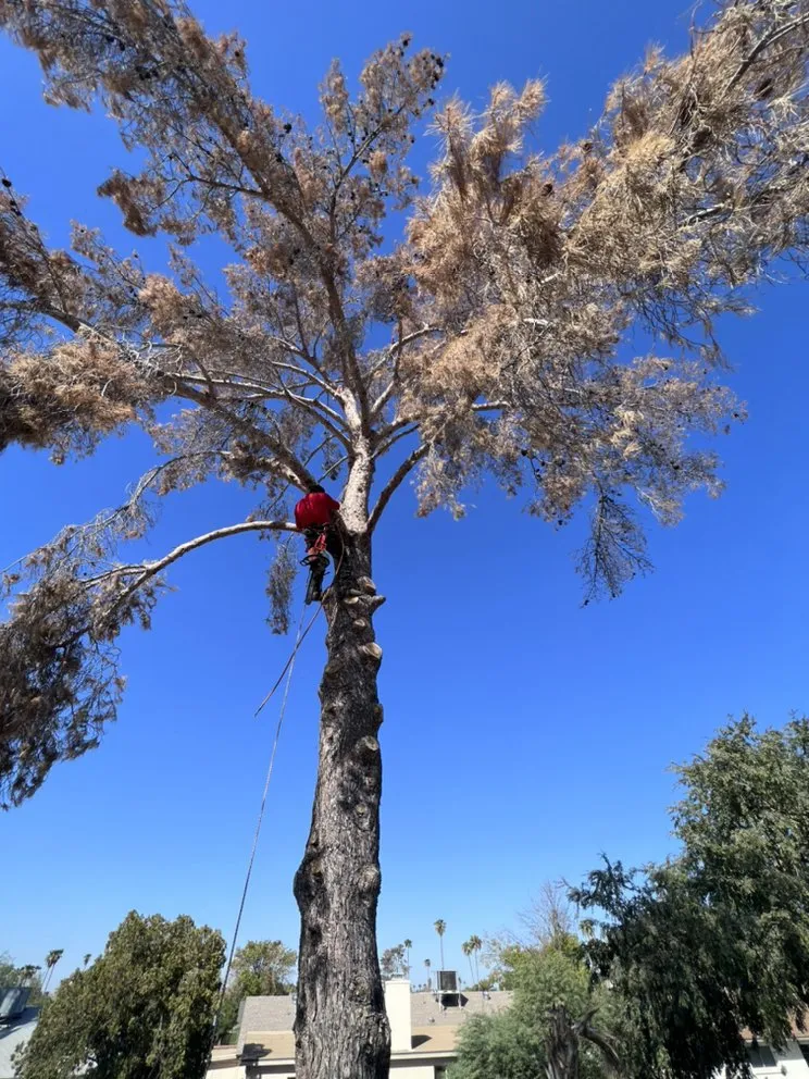 Expert garden landscaping for outdoor upgrades across Chandler, AZ - Black Diamond Landscape