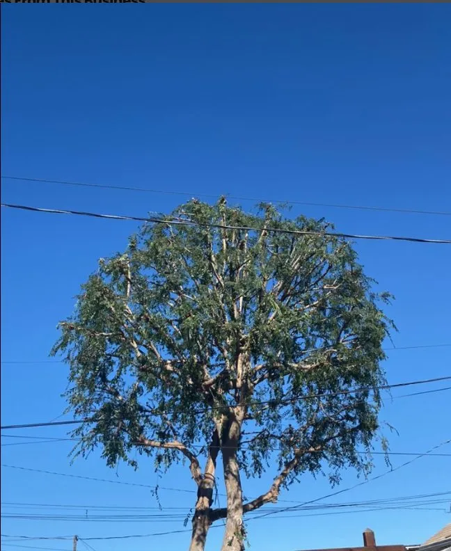 Trusted landscape design in Chandler, AZ by Black Diamond Landscape