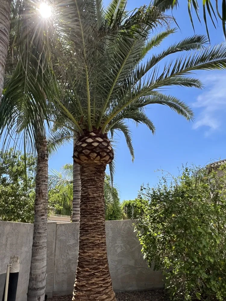 Custom outdoor landscaping for outdoor upgrades across Chandler, AZ - Black Diamond Landscape