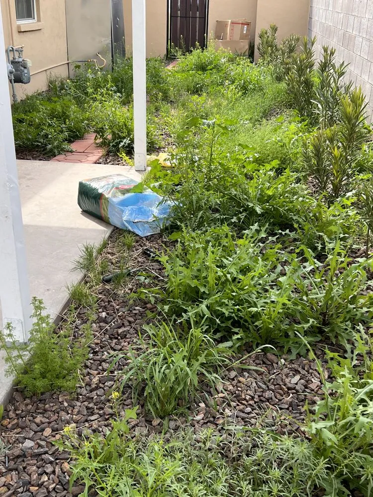 Affordable landscape installation in Chandler, AZ - Black Diamond Landscape