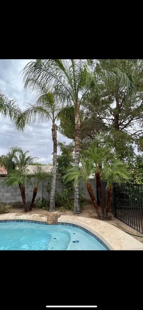 Reliable lawn care service with custom design across Chandler, AZ - Black Diamond Landscape