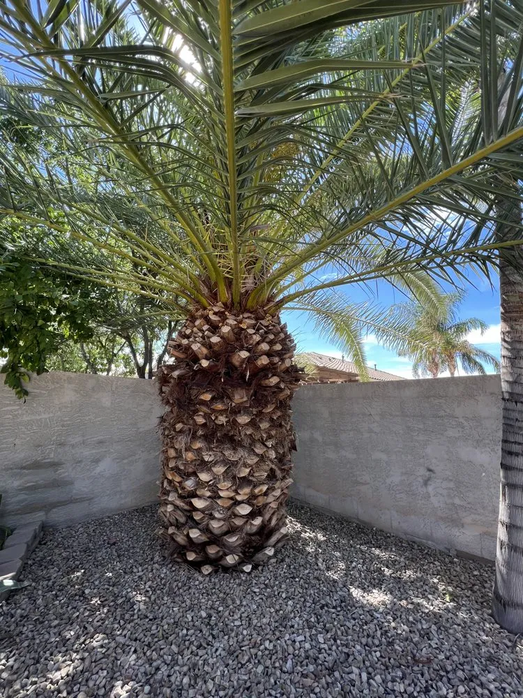 Affordable lawn care service experts serving Chandler, AZ - Black Diamond Landscape