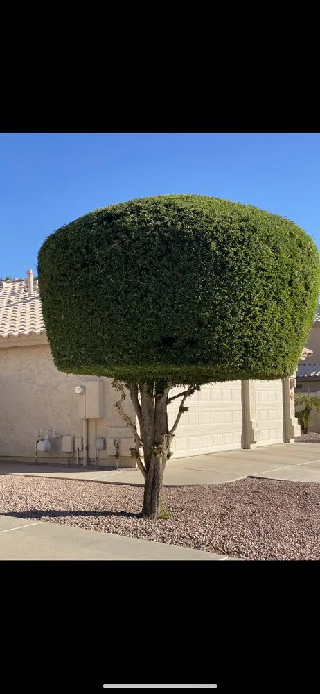 Expert outdoor landscaping experts serving Chandler, AZ - Black Diamond Landscape