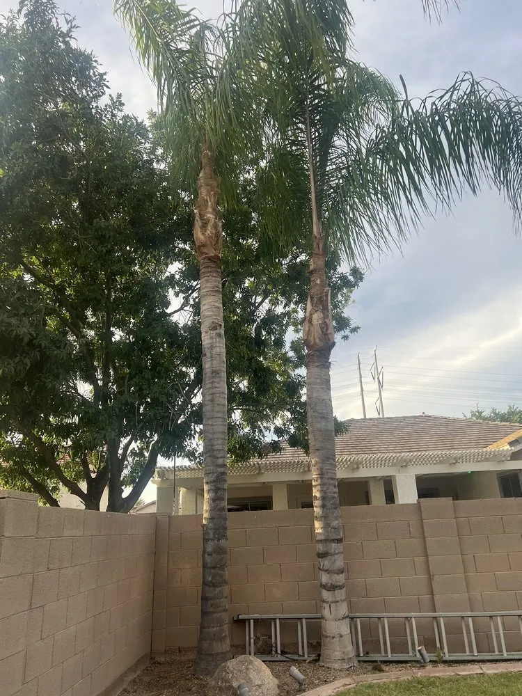 Top-rated outdoor landscaping in Chandler, AZ - Black Diamond Landscape