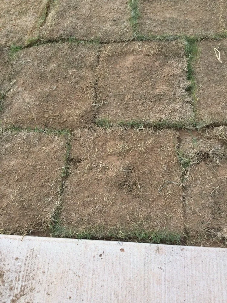 Reliable yard cleanup service with custom design in Abilene, TX by Black Diamond Landscaping